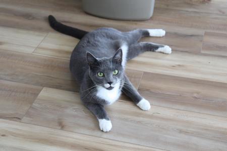 A gray cat with white paws and a white chest lying on a wooden floor.