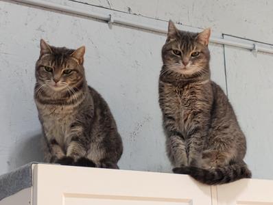 Cove & Reef, adult, available for adoption