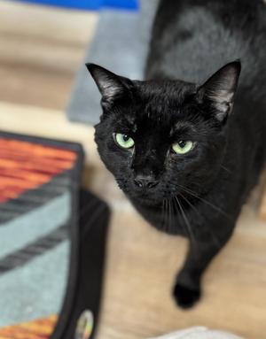 Fable, adult, available for adoption