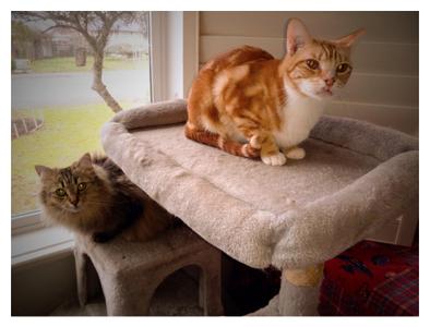 Swiss & Fava, adult, available for adoption