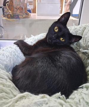 Vesper, young, available for adoption