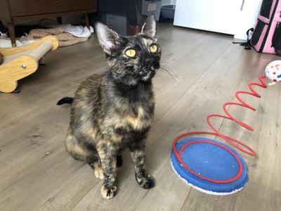Ariel, young, available for adoption
