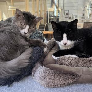 Sadie & Sylvester, senior, available for adoption