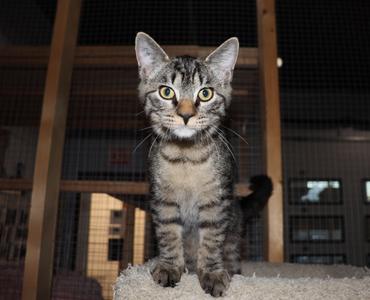 Chachi, young, available for adoption