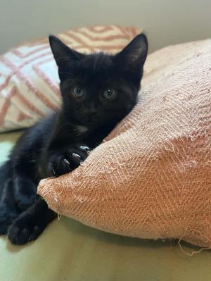 Joanie, young, available for adoption