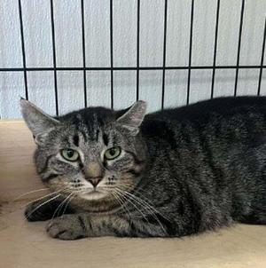 Briar, adult, available for adoption