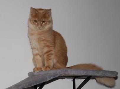 A fluffy orange cat sitting on a gray cat tree perch.