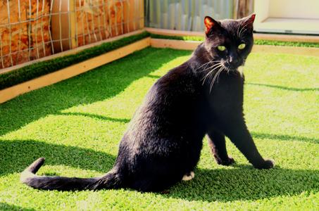 Umbriel, young, available for adoption