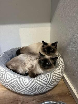 Chess & Checkers, young, available for adoption