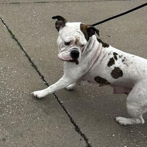 A white dog with brown spots, possibly a bulldog, walking on a leash on a concrete surface.
