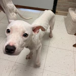 white dog standing on tiled floor