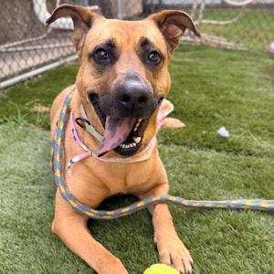 Circe, Mixed Breed (Large), adult, available for adoption