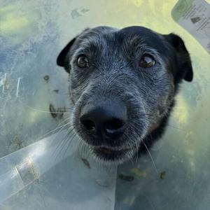 Close-up of a black and grey dog wearing a clear plastic Elizabethan collar.