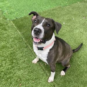 A brown and white dog with a pink collar sitting on green artificial grass.
