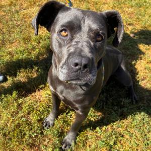 Cali, Mixed Breed (Large), adult, available for adoption