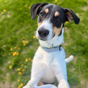 Gas Station Wizard, Mixed Breed (Medium), adult, available for adoption