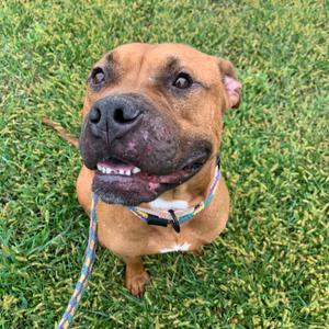 A brown dog with a black nose and a colorful collar is sitting on green grass, looking up with its mouth open.