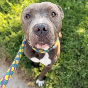 Gojo, Mixed Breed (Large), adult, available for adoption