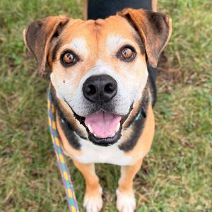 Buster, Mixed Breed (Large), adult, available for adoption
