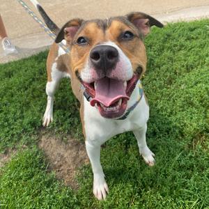 BooBoo, Mixed Breed (Large), adult, available for adoption