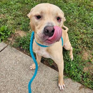 Freddie D, Mixed Breed (Large), adult, available for adoption