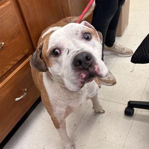 Ghost Doc, Mixed Breed (Large), adult, available for adoption