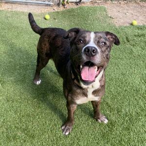 Halo, Mixed Breed (Large), young, available for adoption