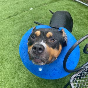 Bronx, Mixed Breed (Large), adult, available for adoption