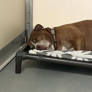 Bread Loaf, Mixed Breed (Large), adult, available for adoption