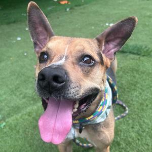 A happy brown dog with a pink tongue sticking out, wearing a colorful collar and leash, standing on green grass.