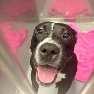 Flowing Water, Mixed Breed (Large), adult, available for adoption