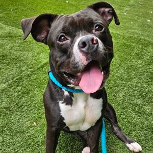Beerus, Mixed Breed (Large), adult, available for adoption