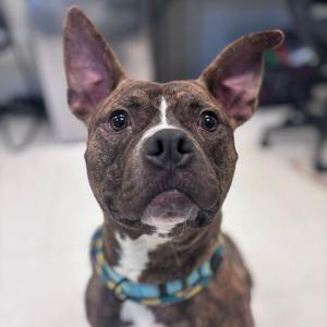 Comfortable Doug, Mixed Breed (Large), adult, available for adoption