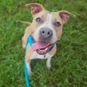 Eros, Mixed Breed (Large), adult, available for adoption
