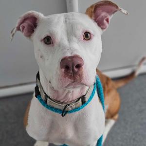 A white and brown dog with floppy ears, wearing a blue collar and harness, looking directly at the camera.