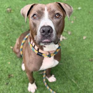 A brown and white dog with a colorful collar sitting on green grass.