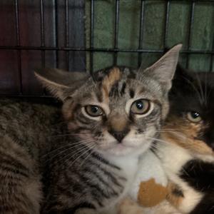 Violet, kitten, available for adoption