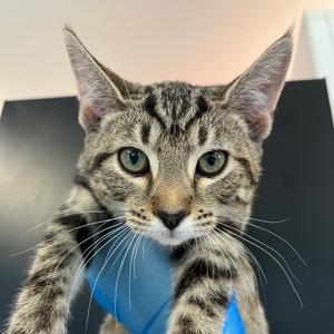 Sarabi, kitten, available for adoption
