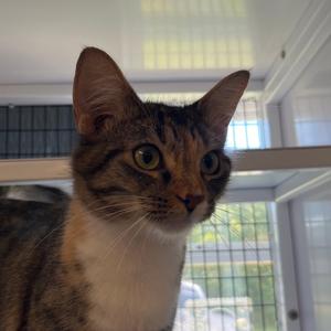 June, adult, available for adoption
