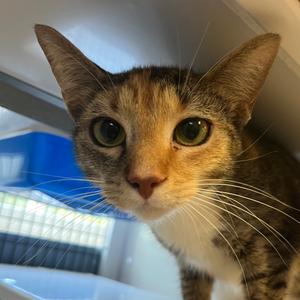 Jasmine, adult, available for adoption