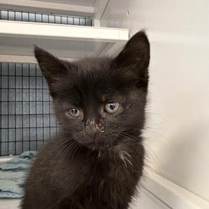 Obi, kitten, available for adoption