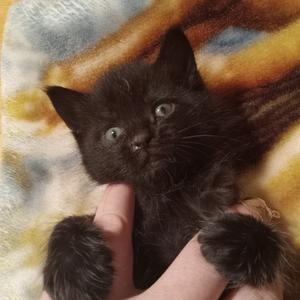 Comet, kitten, available for adoption