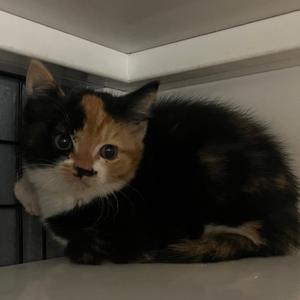 Big Mama, kitten, available for adoption
