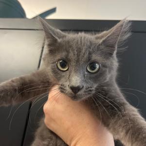 Fiona, kitten, available for adoption