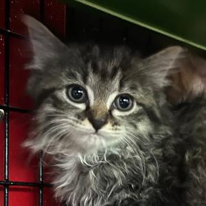 Beauty, kitten, available for adoption