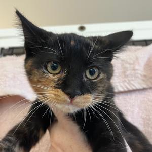 Petunia, kitten, available for adoption