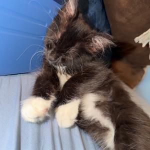 Gem, kitten, available for adoption