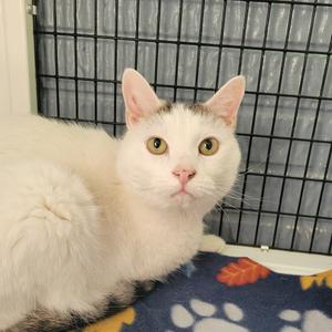 Handsome, senior, available for adoption