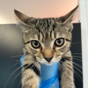 Scar, kitten, available for adoption