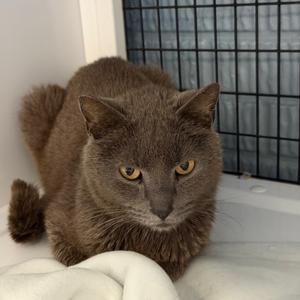Dazzle, adult, available for adoption